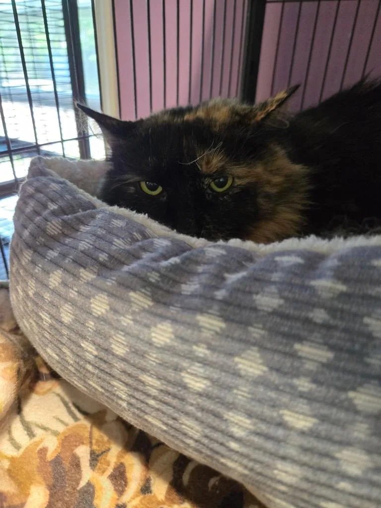 An adult medium-sized female Domestic Medium Hair cat named Mickey for adoption in Cambridge, MD