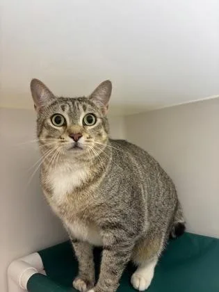 An adult small-sized female Domestic Short Hair cat named Pebble for adoption in Honolulu, HI