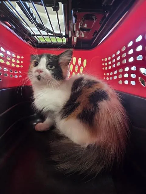 A baby small-sized female Domestic Medium Hair cat named Lily for adoption in Louisville, KY