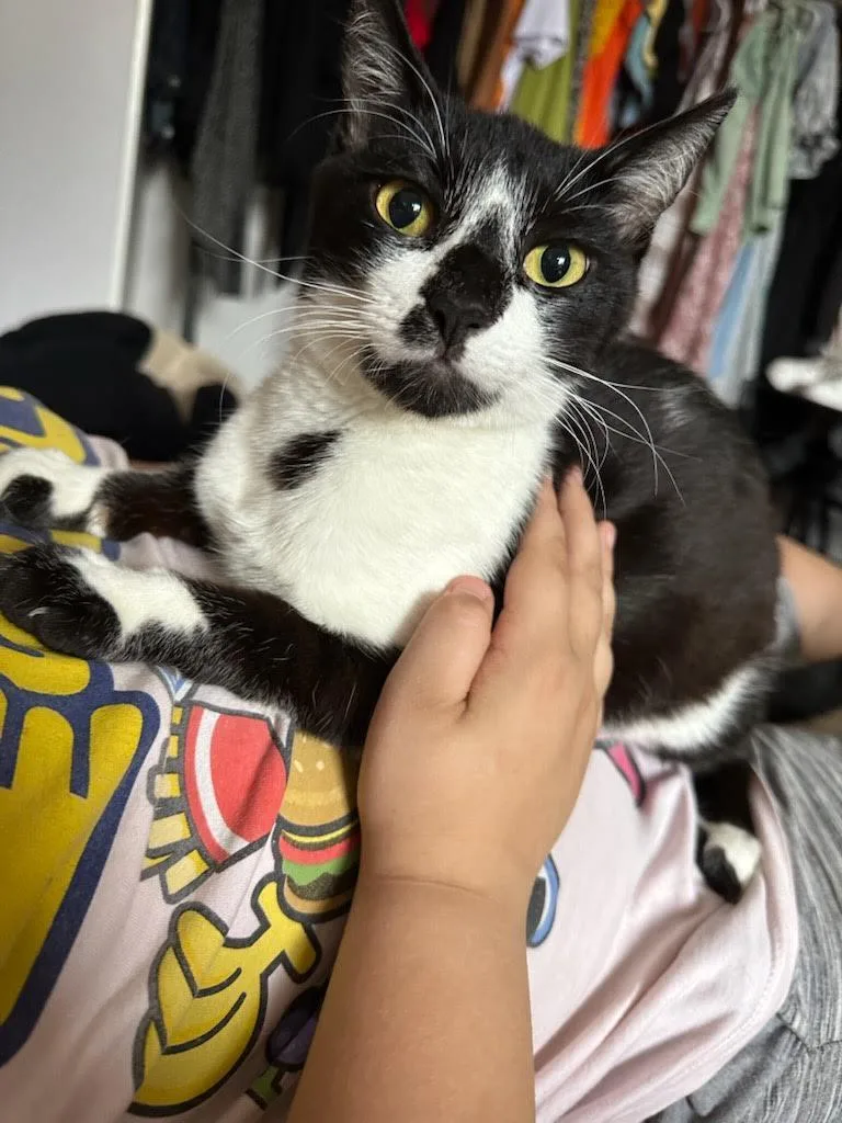 A young medium-sized male Black & White / Tuxedo Domestic Short Hair cat named Oreo Super Mellow for adoption in Fountain Valley, CA
