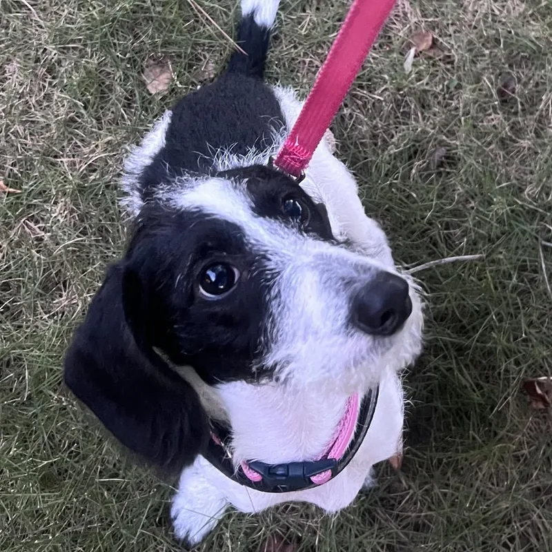 Nyla