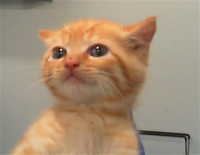 A baby small-sized male Domestic Short Hair cat named Theodore for adoption in Charlotte, NC