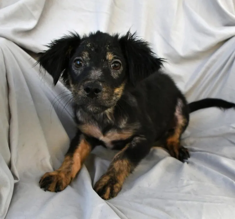 A baby small-sized female Tricolor (Brown, Black, & White) Shepherd dog named Rho A for adoption in Silsbee, TX