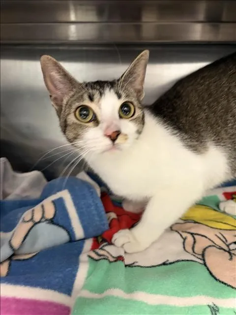 A young medium-sized female Domestic Short Hair cat named Sushi for adoption in Los Angeles, CA
