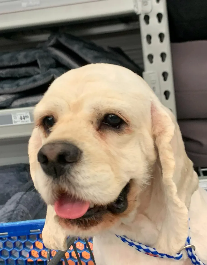An adult small-sized female Cocker Spaniel dog named Lady Blond for adoption in Land O Lakes, FL
