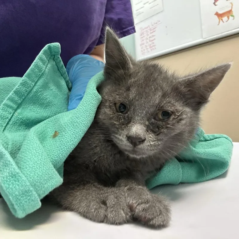 A baby small-sized male Gray / Blue / Silver Domestic Short Hair cat named Rottweiler for adoption in Tacoma, WA