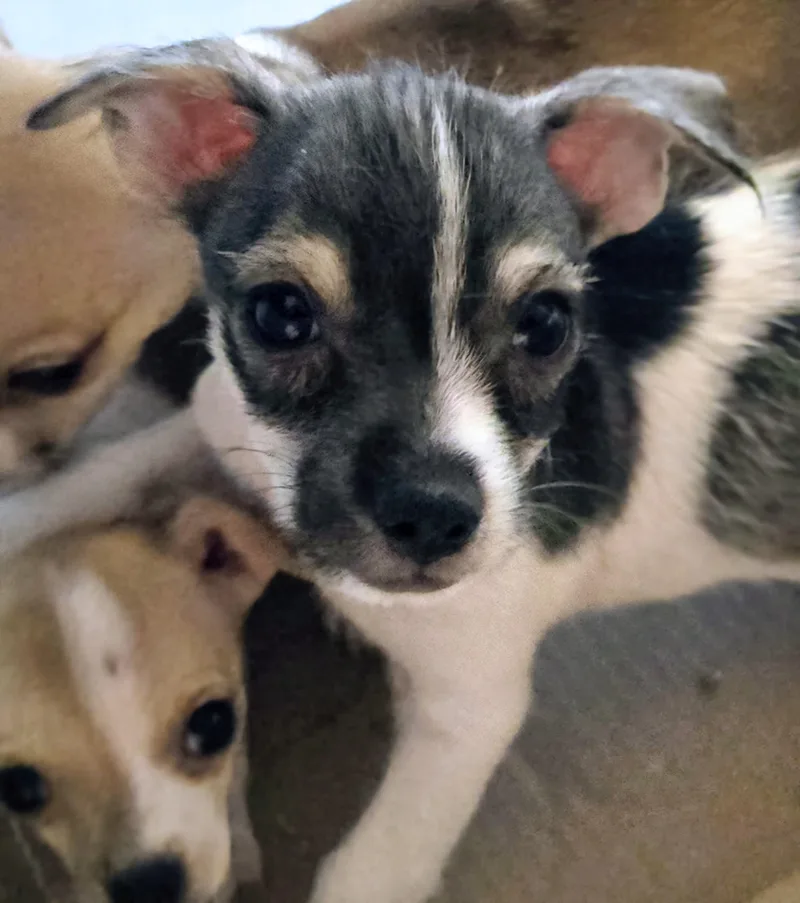 A baby small-sized male Shih Tzu dog named Billie Bean for adoption in Saint David, AZ