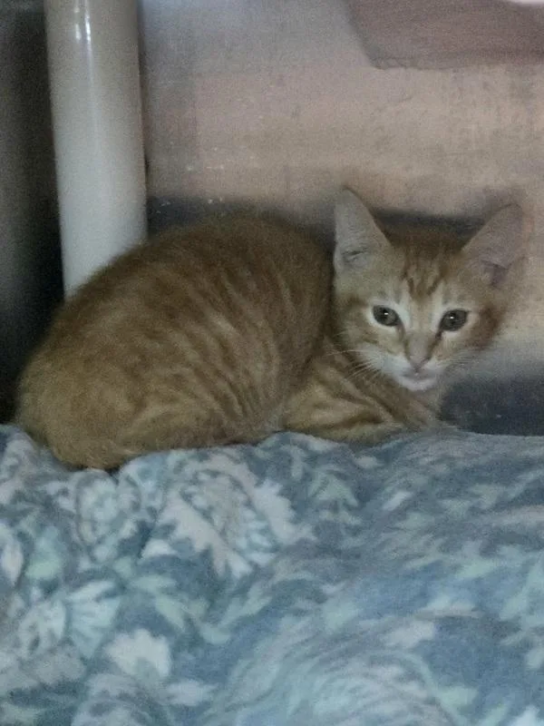 A baby small-sized male Domestic Short Hair cat named Pottery for adoption in Millersville, MD