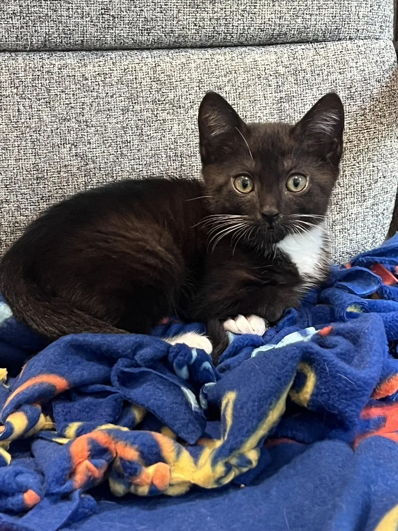 A baby medium-sized male Black & White / Tuxedo Domestic Short Hair cat named Mocha Nagle for adoption in Trenton, NJ