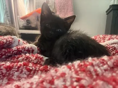 A baby medium-sized female Black Bombay cat named Olive for adoption in Liverpool, TX