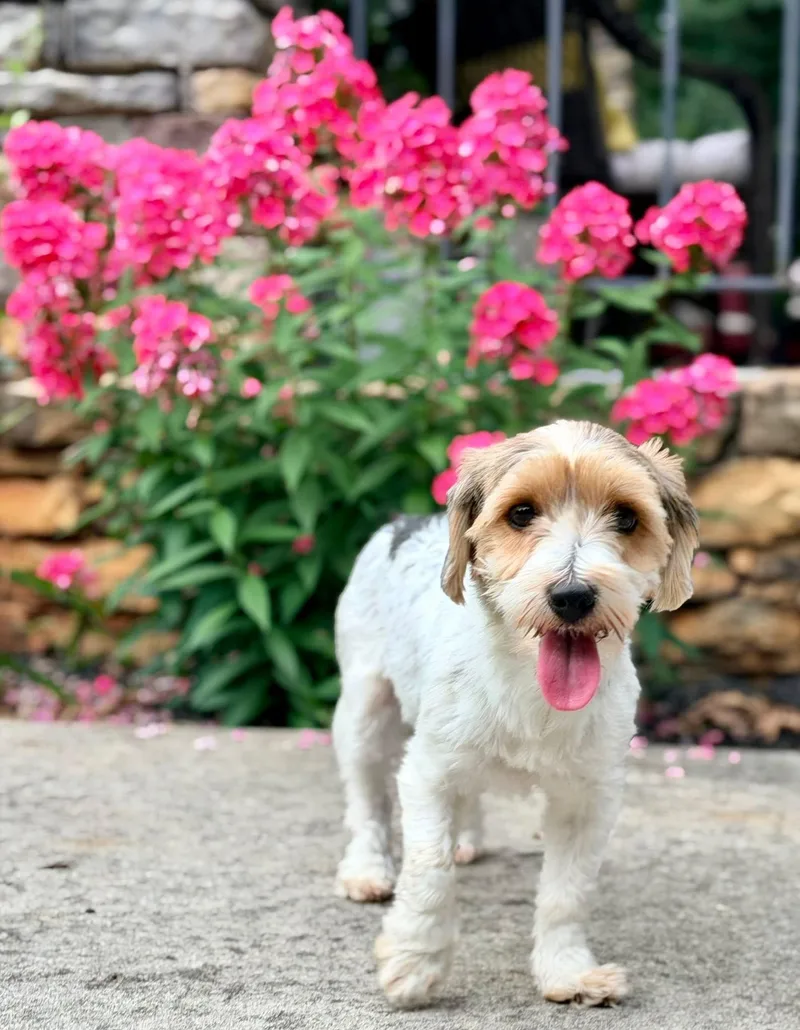 Petal