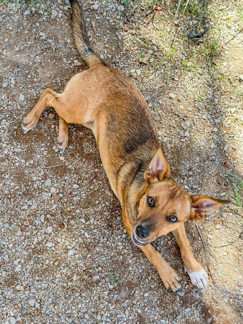 A young small-sized female Brown / Chocolate Chihuahua dog named Ginger for adoption in Marble Falls, TX
