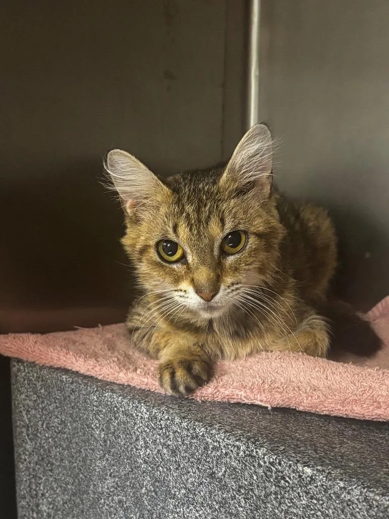 A young medium-sized female American Shorthair cat named Daphne for adoption in Rockport, TX