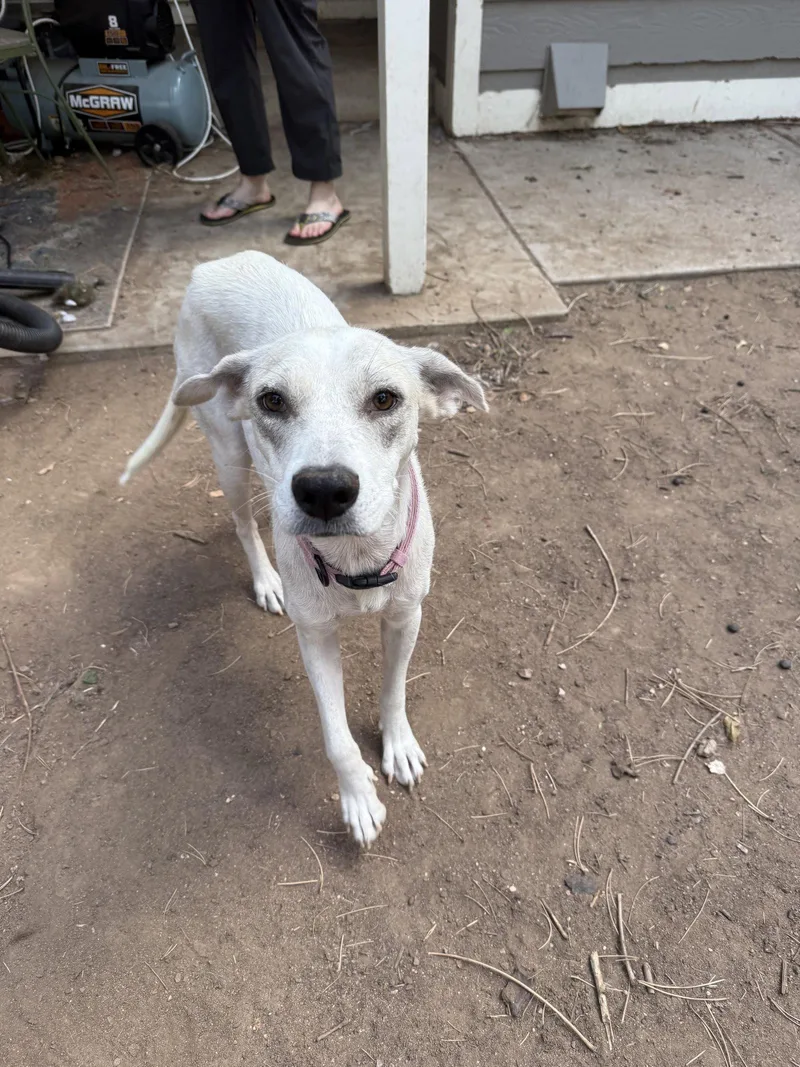 An adult medium-sized female Mixed Breed dog named Didi for adoption in Fort Collins, CO