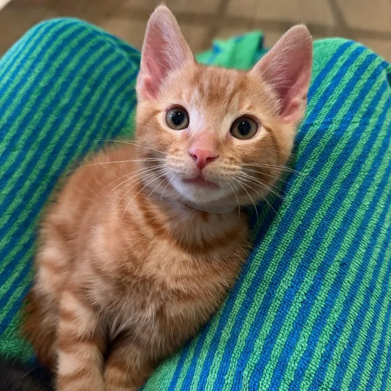 Munchkin