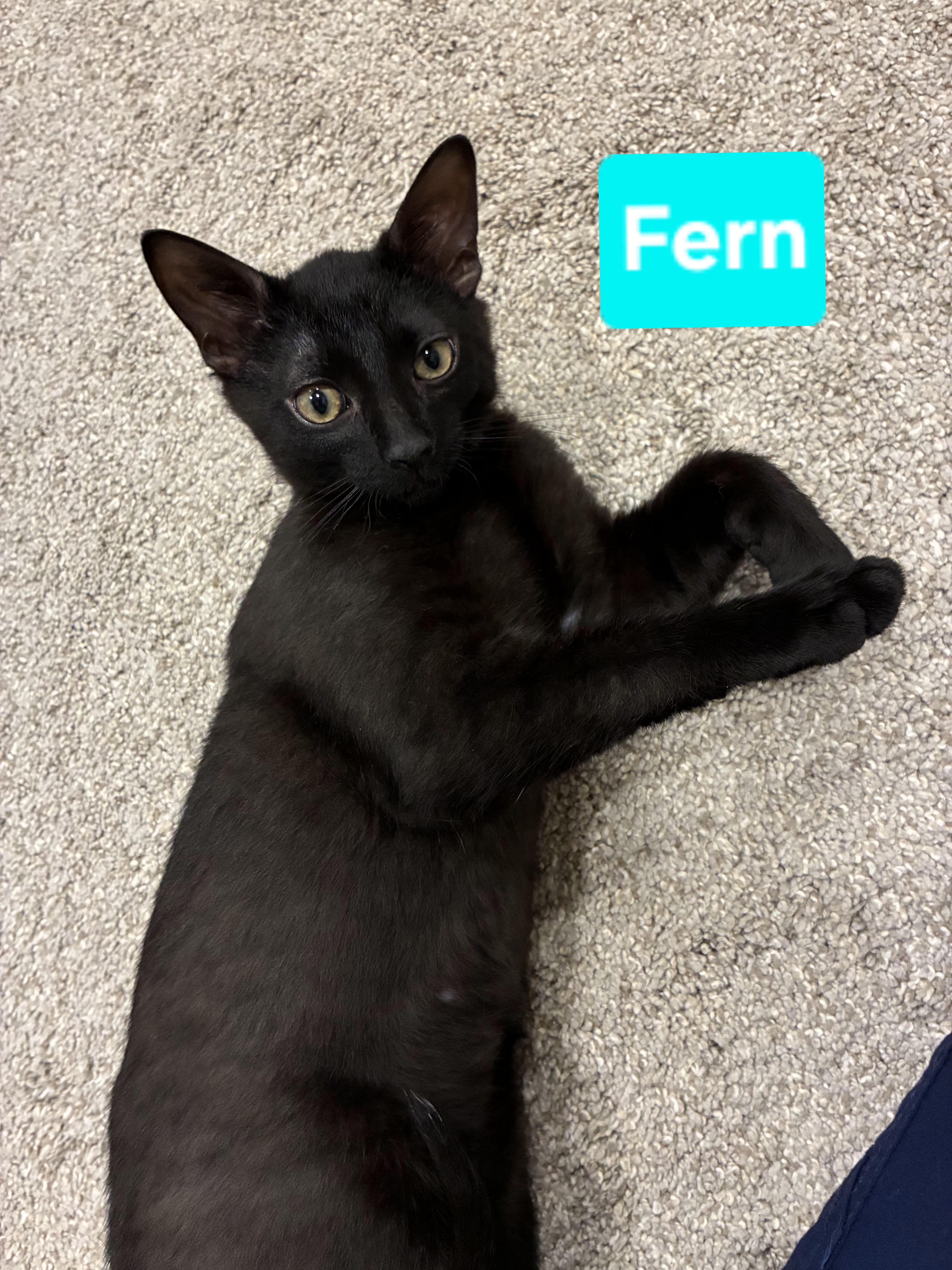 A baby small-sized male Black Domestic Short Hair cat named Fern for adoption in Brighton, MI