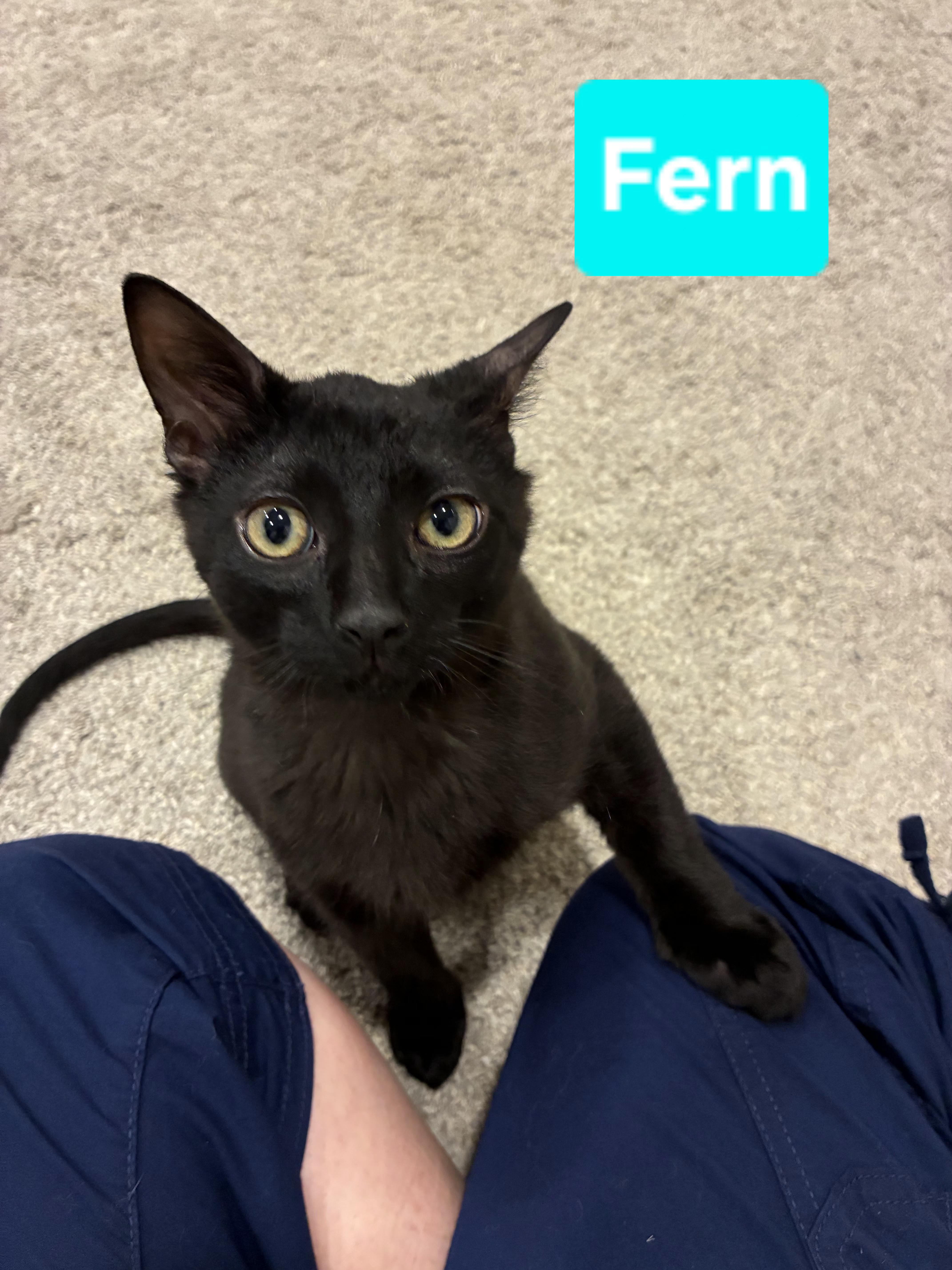 Fern thumbnail 3