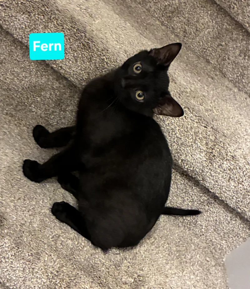 Fern thumbnail 5