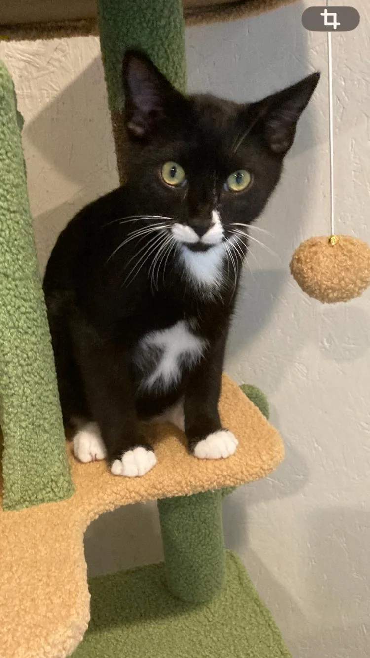 A young medium-sized male Black & White / Tuxedo Domestic Short Hair cat named Miller for adoption in Murfreesboro, TN