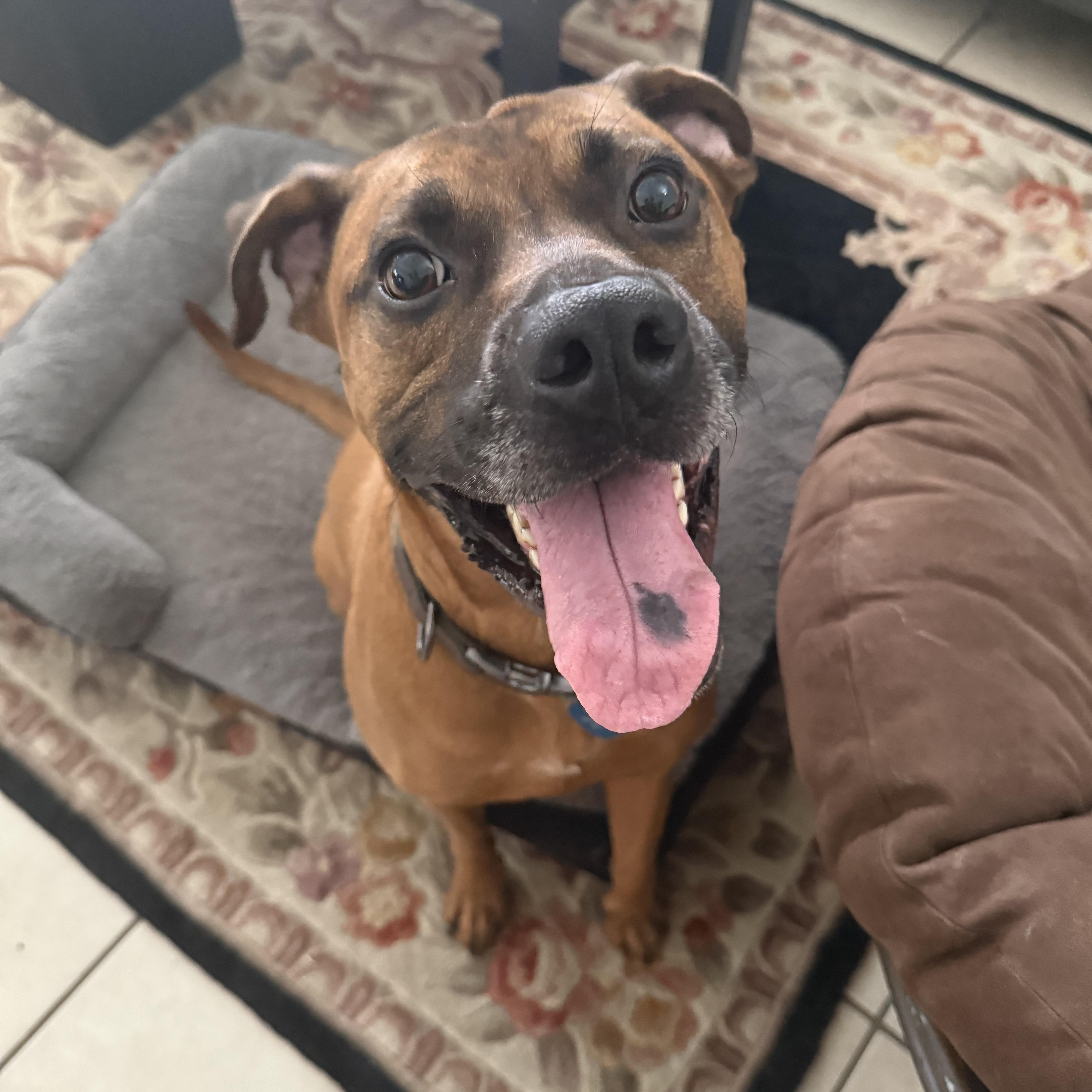 An adult large-sized male Rhodesian Ridgeback dog named Dutch for adoption in Austin, TX