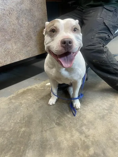An adult medium-sized female American Staffordshire Terrier dog named Sky for adoption in Tallahassee, FL