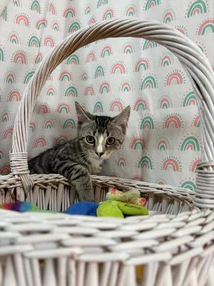 A baby small-sized male Domestic Short Hair cat named Leo for adoption in Bloomsburg, PA