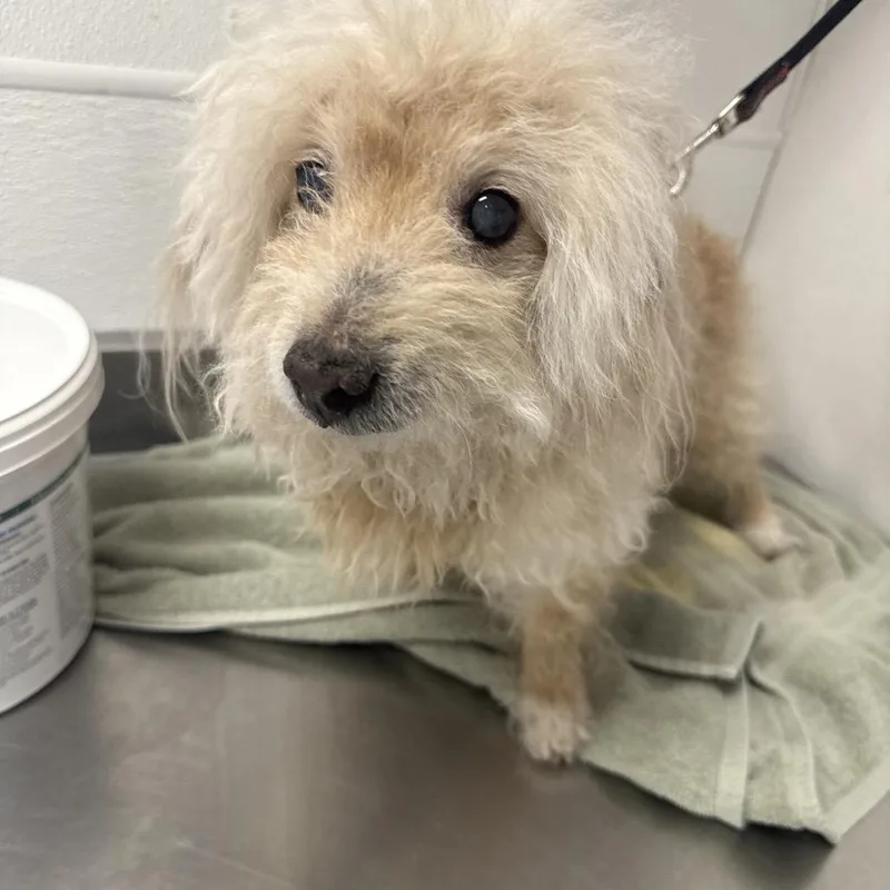 A senior small-sized male White / Cream Mixed Breed dog named Fillmore for adoption in Henderson, NV