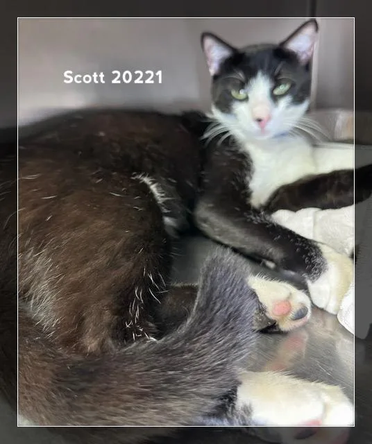 An adult medium-sized male Black & White / Tuxedo Domestic Short Hair cat named Scott for adoption in Marietta, GA