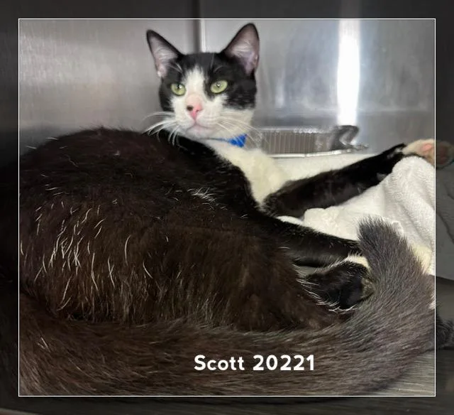 Scott thumbnail 2