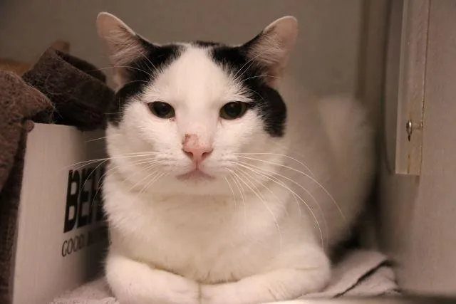An adult small-sized male Manx cat named Pj for adoption in Tucson, AZ