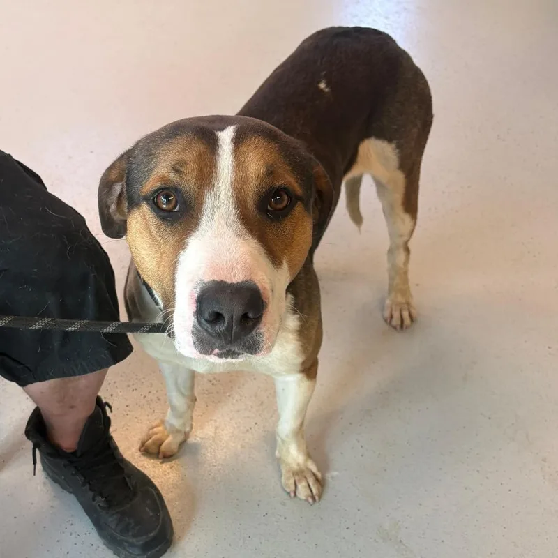An adult medium-sized male Black Mixed Breed dog named Bates for adoption in Huntington, WV