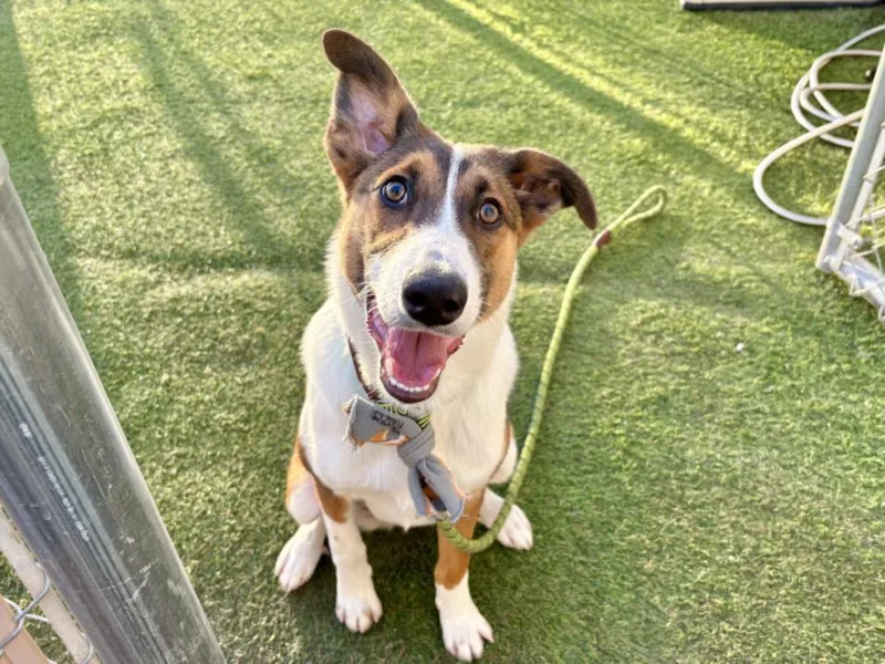 A young large-sized female Australian Cattle Dog / Blue Heeler dog named Penny for adoption in Mesa, AZ