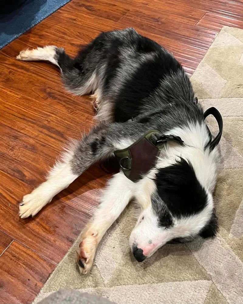 An adult medium-sized female Border Collie dog named Kia for adoption in Corona, CA