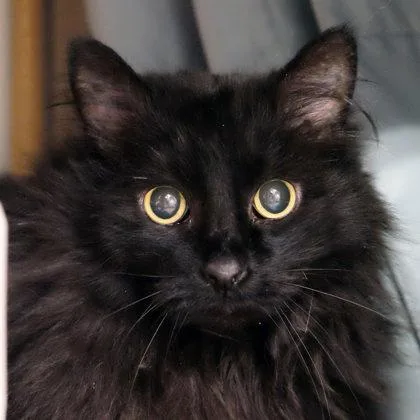 Schemmy Pp W Dusty thumbnail 2