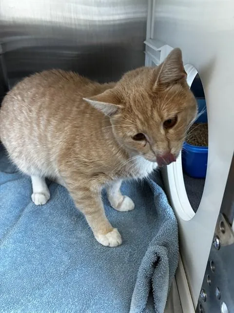 An adult small-sized male Domestic Short Hair cat named Rocko for adoption in Pearland, TX
