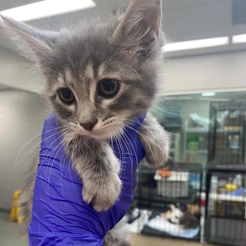 A baby small-sized female Gray / Blue / Silver Domestic Medium Hair cat named Allergy Pills for adoption in Westminster, CA