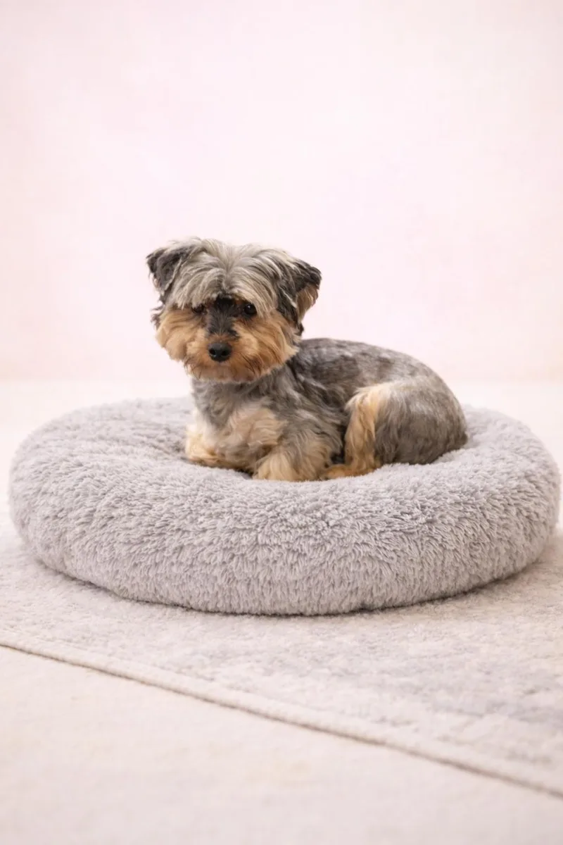 An adult small-sized female Tricolor (Brown, Black, & White) Yorkshire Terrier dog named Gabby for adoption in Eighty Four, PA