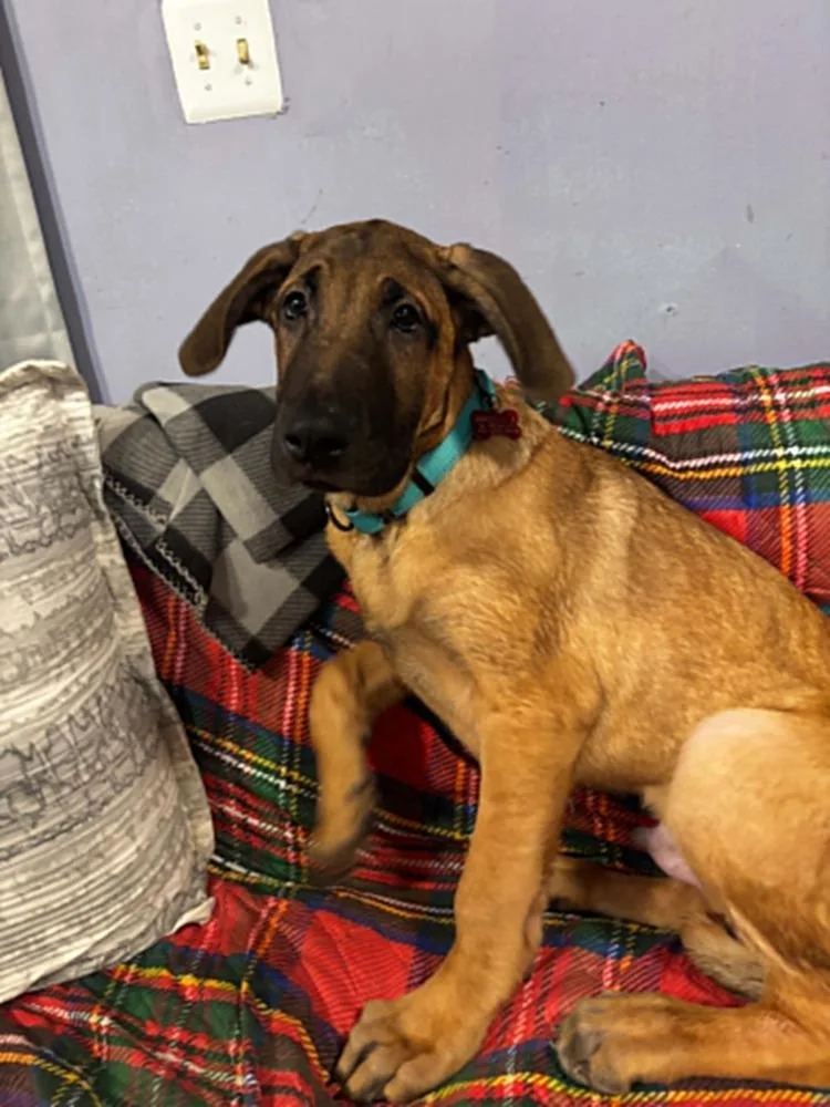 A baby large-sized male Great Dane dog named Turbo for adoption in Dutton, VA