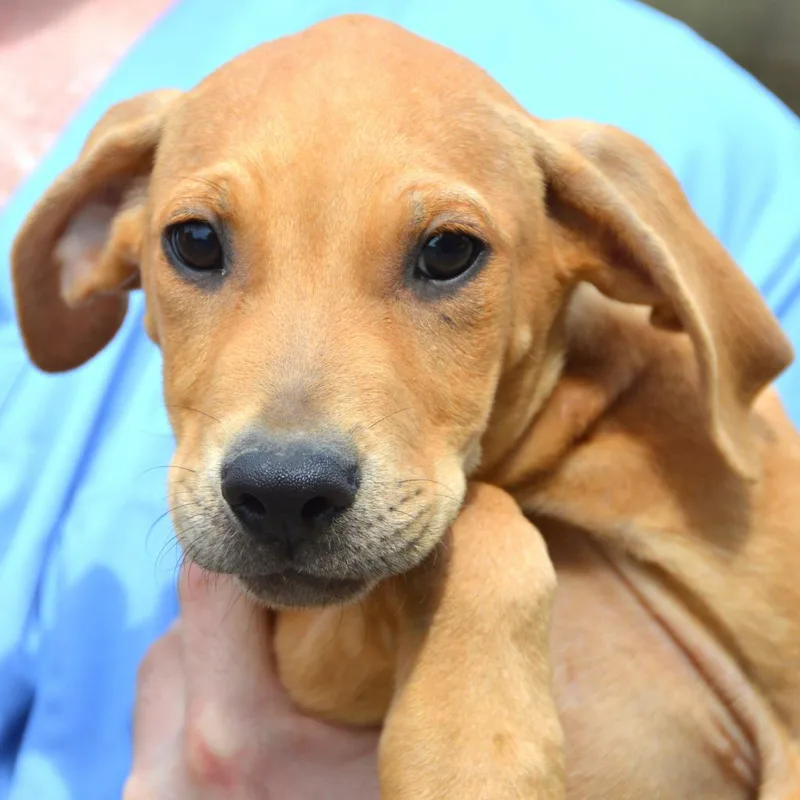 An adult medium-sized male Golden Hound dog named Captain for adoption in Middletown, NY