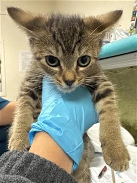 A baby small-sized female Domestic Short Hair cat named Judy for adoption in Riverside, CA