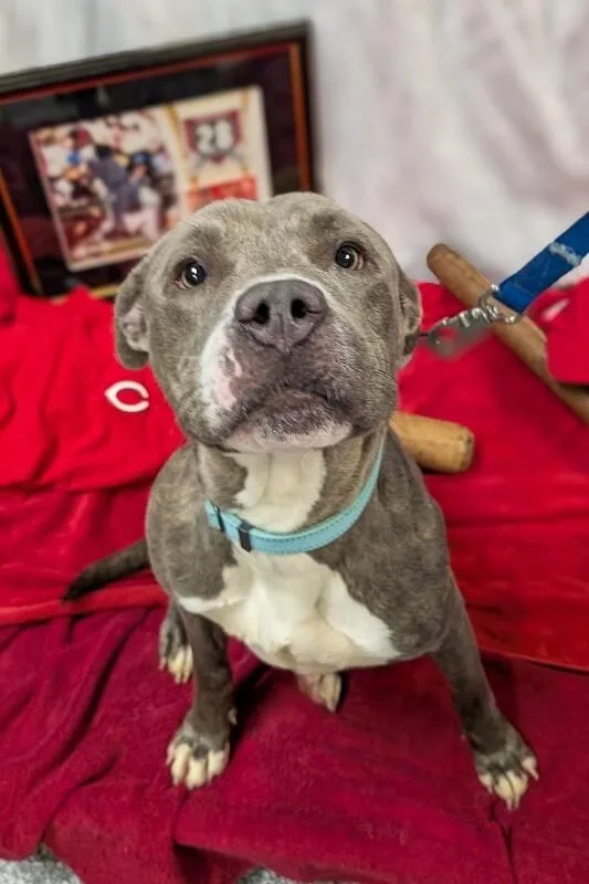 An adult large-sized female Gray / Blue / Silver Mixed Breed dog named Arabella for adoption in Cincinnati, OH