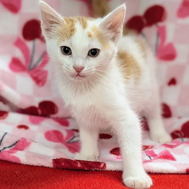 A baby small-sized female White Domestic Short Hair cat named Adele for adoption in Brighton, MO