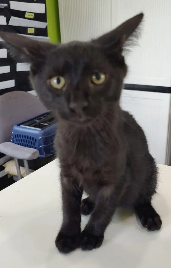 A baby small-sized male Domestic Short Hair cat named Balthazar for adoption in Cleveland, TN