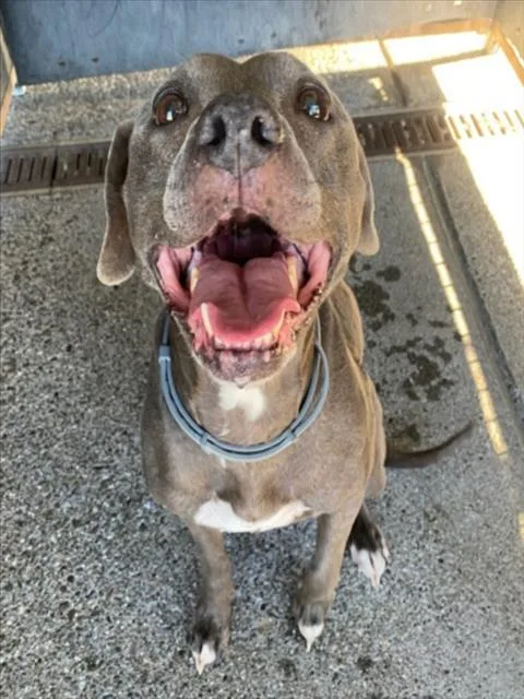 A senior large-sized female Pit Bull Terrier dog named Eevee for adoption in Woodland, CA