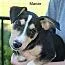 A baby small-sized female Terrier dog named Marcie for adoption in Stuarts Draft, VA