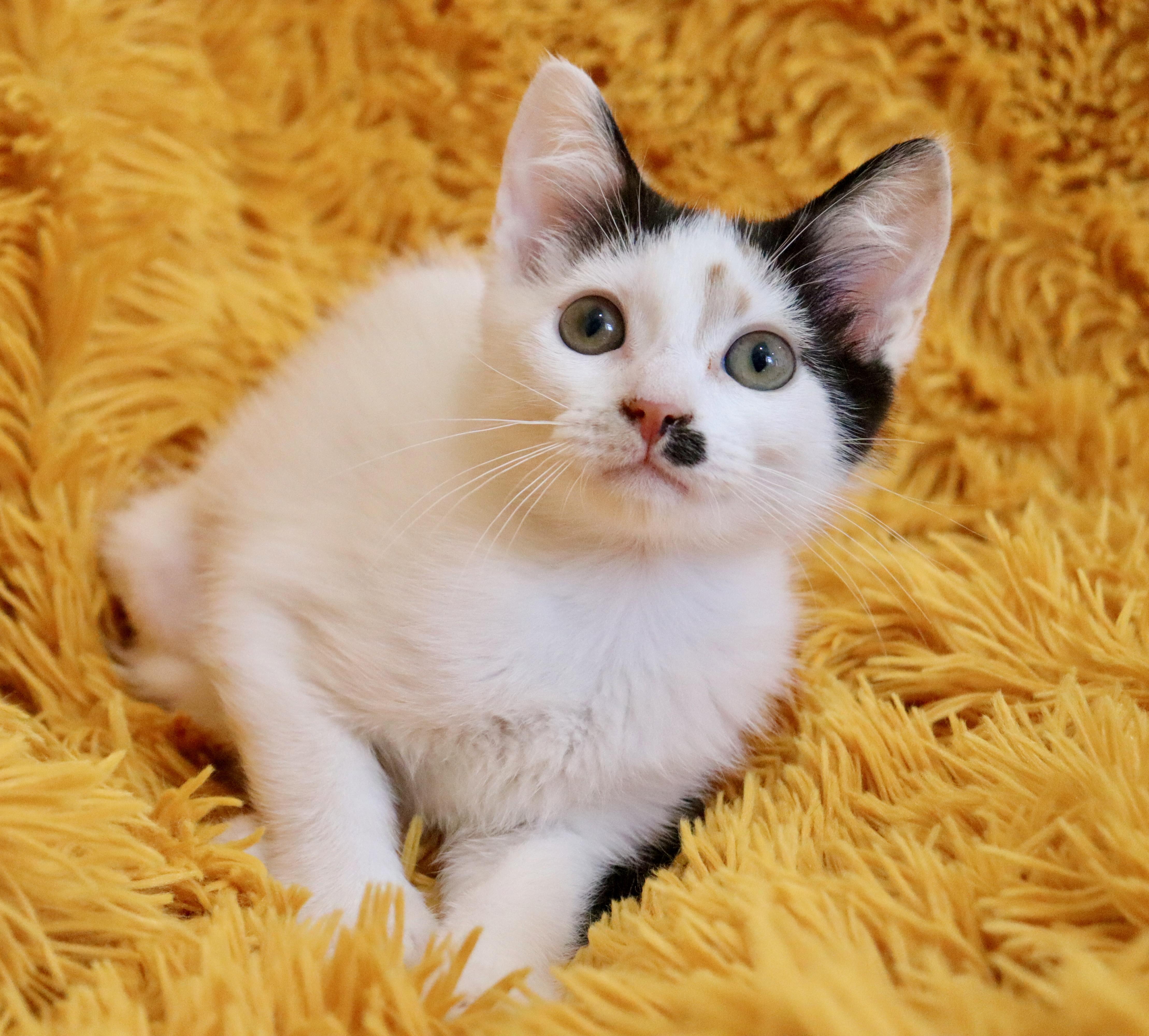 A baby medium-sized female Calico Turkish Van cat named Sugar for adoption in Saint Augustine, FL