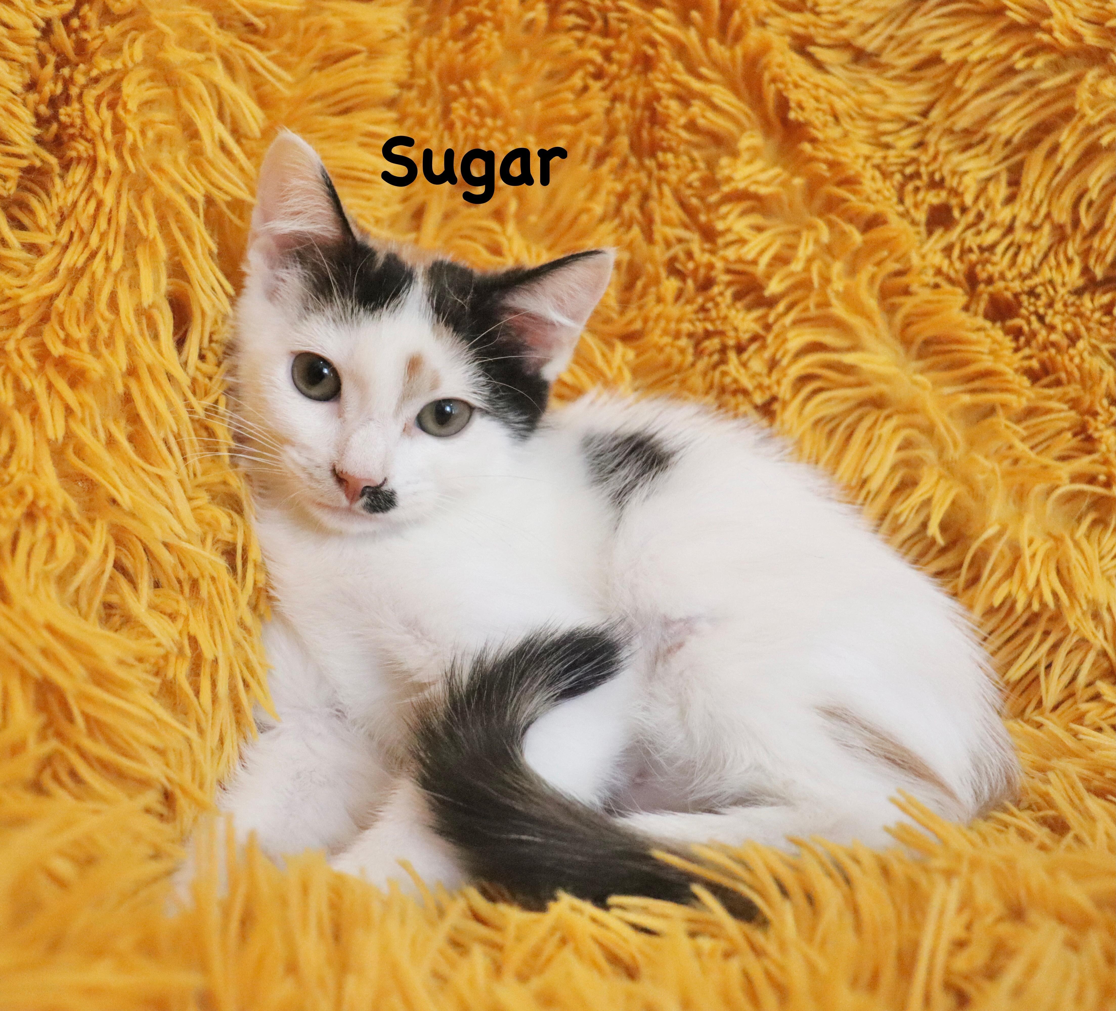 Sugar thumbnail 5