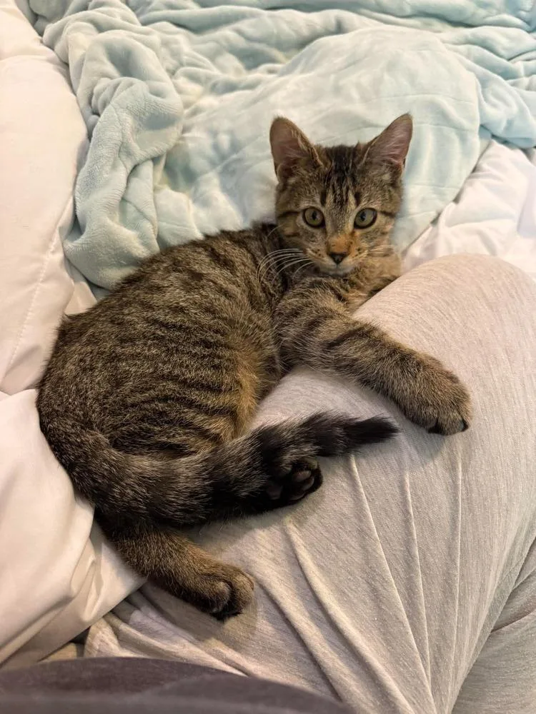 A baby small-sized male Tabby (Brown / Chocolate) Domestic Short Hair cat named Squirrel for adoption in Bossier City, LA
