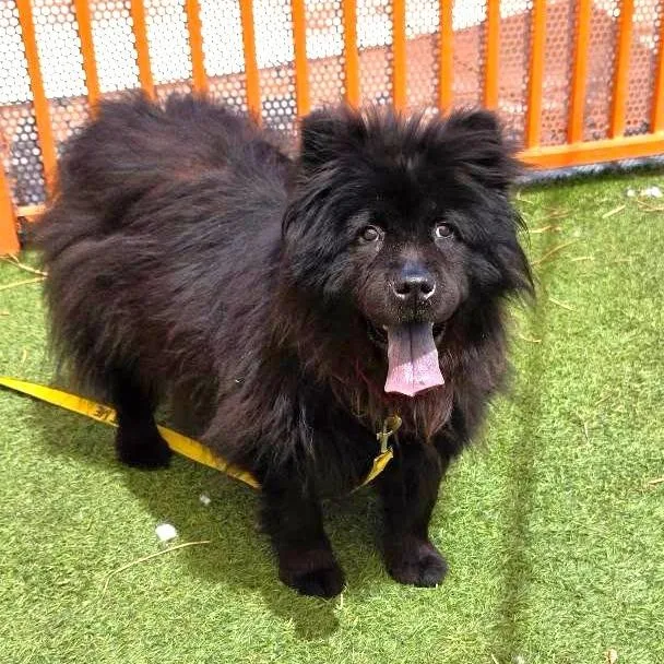 An adult large-sized female Black Chow Chow dog named Ducky for adoption in Las Vegas, NV