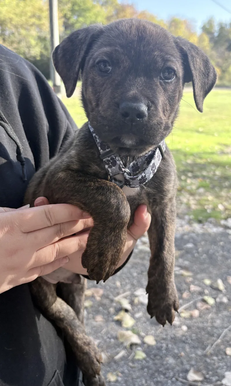 A baby large-sized male Pit Bull Terrier dog named Zion for adoption in Oxford, MI